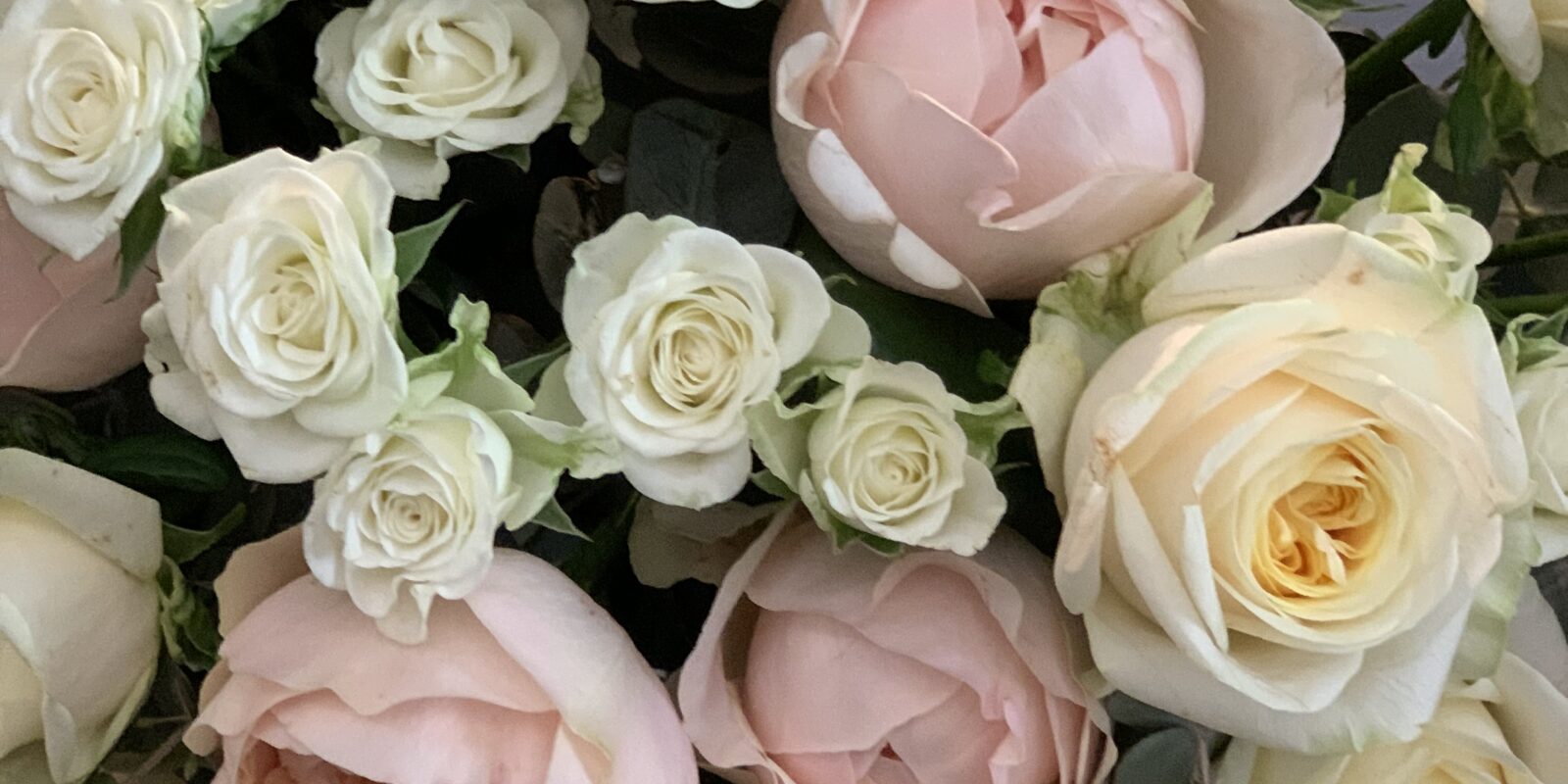 Flower Delivery Adelaide The Blu Tulip » The Blu Tulip